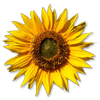 :sunflower: :sunflower: